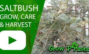 Saltbush plant propagation Saltbush plant propagation