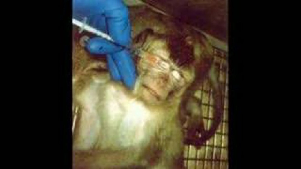 animal experimenting. animal experimenting.