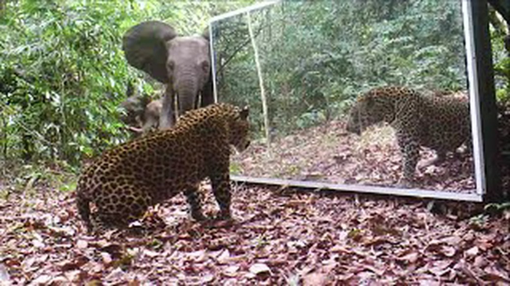Espejos en la selva Espejos en la selva