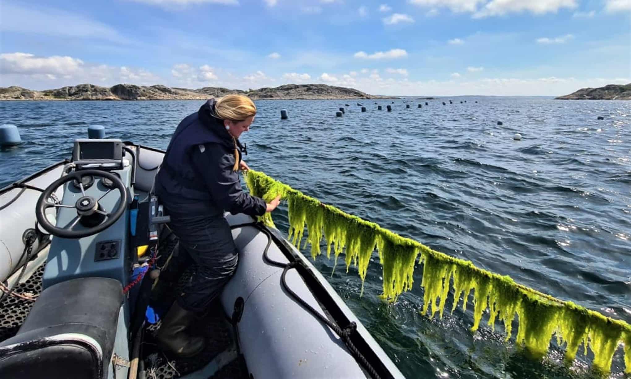 Supercosecha cultivada en el mar: cómo las algas marinas podrían transformar la forma en que vivimos Supercosecha cultivada en el mar: cómo las algas marinas podrían transformar la forma en que vivimos