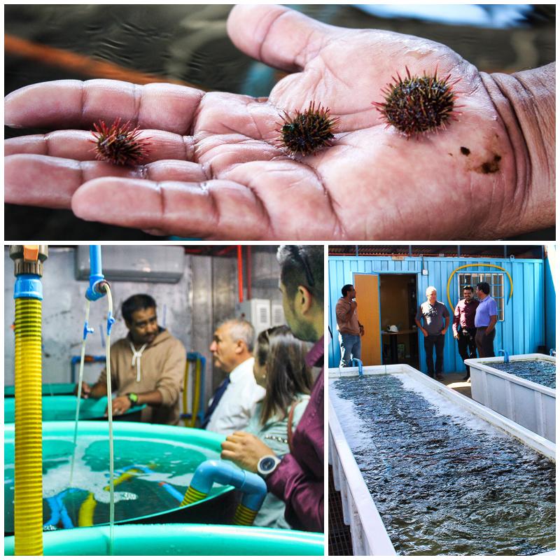 Acuicultura y mineria con agua de mar: Se inició la producción en un emprendimiento conjunto de Chile Acuicultura y mineria con agua de mar: Se inició la producción en un emprendimiento conjunto de Chile