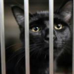 Families on SNAP worry about not just feeding themselves but also their pets Families on SNAP worry about not just feeding themselves but also their pets