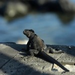 Endangered species convention proposes new rules for growing exotic pet trade Endangered species convention proposes new rules for growing exotic pet trade