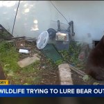 Fish and Wildlife crews attempt to lure 550-pound bear out from underneath man’s Altadena home Fish and Wildlife crews attempt to lure 550-pound bear out from underneath man’s Altadena home
