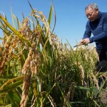 South Korean growers sue state power utility, blaming climate change for crop damage South Korean growers sue state power utility, blaming climate change for crop damage