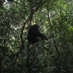 Conservationists connect with chimps in a Ugandan rainforest as they seek a sense of communion Conservationists connect with chimps in a Ugandan rainforest as they seek a sense of communion