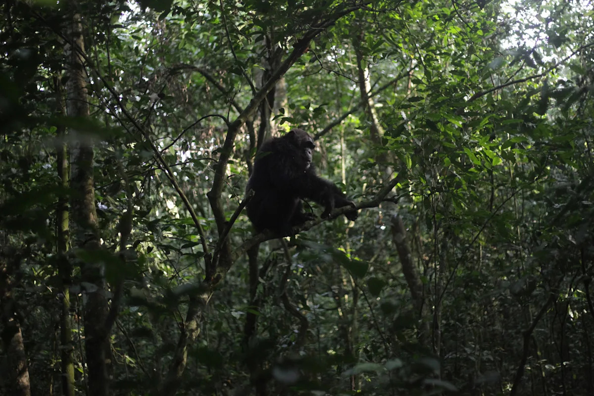 Conservationists connect with chimps in a Ugandan rainforest as they seek a sense of communion Conservationists connect with chimps in a Ugandan rainforest as they seek a sense of communion