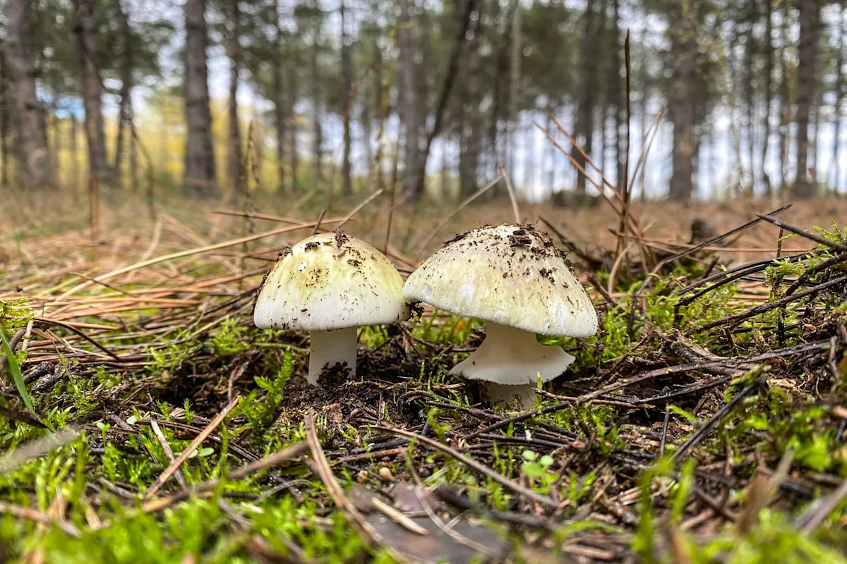 Poisonings from ‘death cap’ mushrooms in California prompt warning against foraging Poisonings from ‘death cap’ mushrooms in California prompt warning against foraging