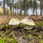 Poisonings from ‘death cap’ mushrooms in California prompt warning against foraging Poisonings from ‘death cap’ mushrooms in California prompt warning against foraging