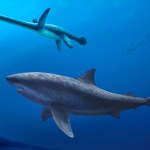 Before megalodon, researchers say a monstrous shark ruled ancient Australian seas Before megalodon, researchers say a monstrous shark ruled ancient Australian seas