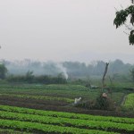 American and teenage son die after being stung by wasps in Laos American and teenage son die after being stung by wasps in Laos