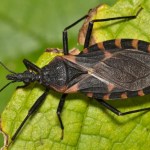 Chagas disease, a deadly infection caused by ‘kissing bugs,’ may have taken root in the U.S., researchers say Chagas disease, a deadly infection caused by ‘kissing bugs,’ may have taken root in the U.S., researchers say