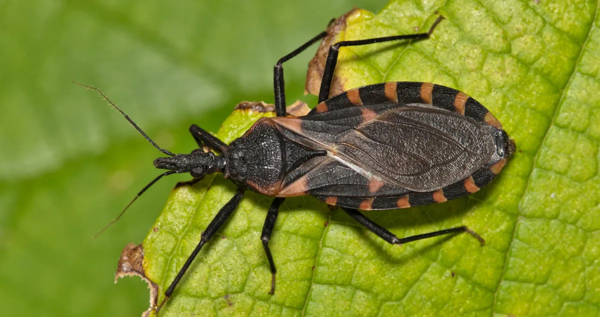 Chagas disease, a deadly infection caused by ‘kissing bugs,’ may have taken root in the U.S., researchers say Chagas disease, a deadly infection caused by ‘kissing bugs,’ may have taken root in the U.S., researchers say