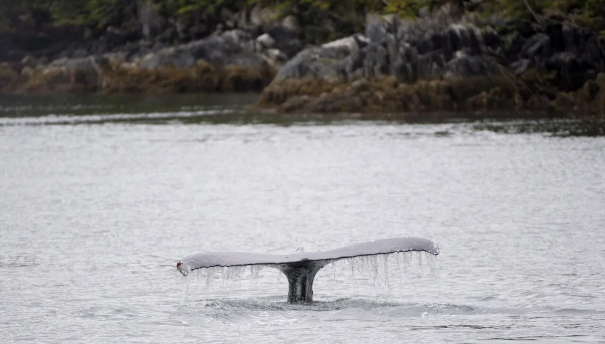Whale-watching vessel collides with humpback in ‘surprise encounter’ near Vancouver Whale-watching vessel collides with humpback in ‘surprise encounter’ near Vancouver