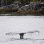 Whale-watching vessel collides with humpback in ‘surprise encounter’ near Vancouver Whale-watching vessel collides with humpback in ‘surprise encounter’ near Vancouver