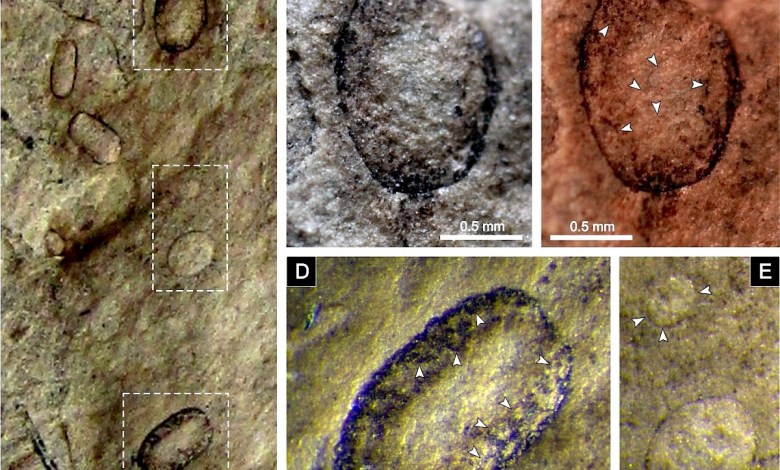 Descobertos fósseis de fungos gigantes com 300 milhões de anos na região de Aveiro Descobertos fósseis de fungos gigantes com 300 milhões de anos na região de Aveiro