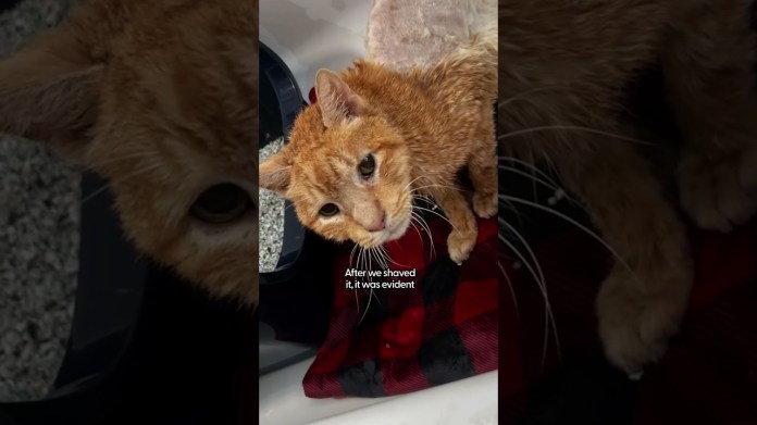 Senior Cat Shows Up On Couples Door Step | The Dodo #thedodoanimals #cat Senior Cat Shows Up On Couples Door Step | The Dodo #thedodoanimals #cat