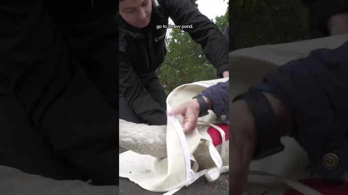 Angry Swan Meets His New Family | The Dodo  #thedodoanimals Angry Swan Meets His New Family | The Dodo  #thedodoanimals