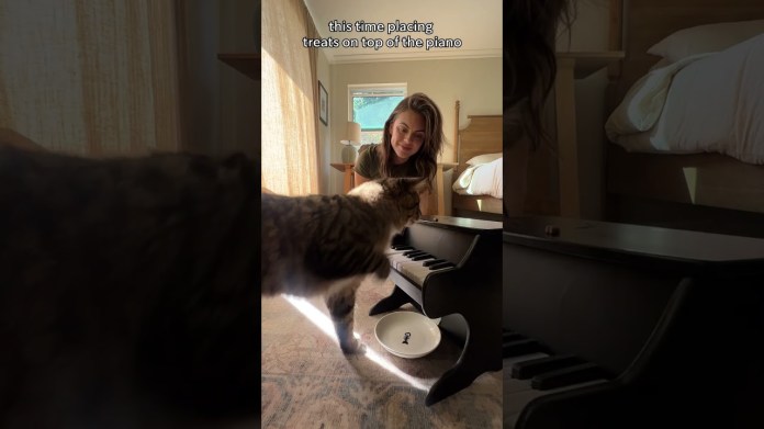 My wife taught our foster cat to play the piano… #petpiano My wife taught our foster cat to play the piano… #petpiano