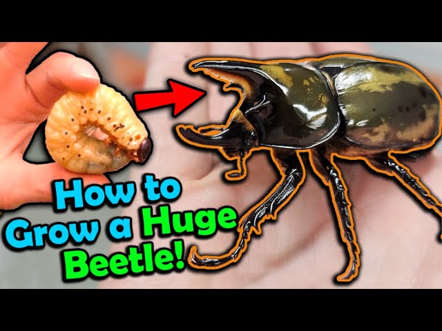 How to Care for Hercules Beetles! How to Care for Hercules Beetles!