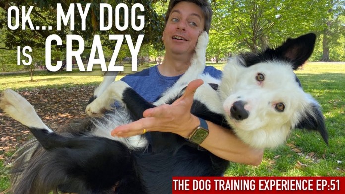 Check out my dog’s new skills! Check out my dog’s new skills!