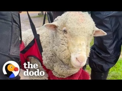 Sheep Who Couldn’t Stand On Her Own Now Runs To Her Favorite People | The Dodo Sheep Who Couldn’t Stand On Her Own Now Runs To Her Favorite People | The Dodo