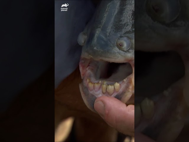 GIANT PIRANHA?! Jeremy Wade examines a Pacu with razor-sharp teeth! | River Monsters | Animal Planet GIANT PIRANHA?! Jeremy Wade examines a Pacu with razor-sharp teeth! | River Monsters | Animal Planet