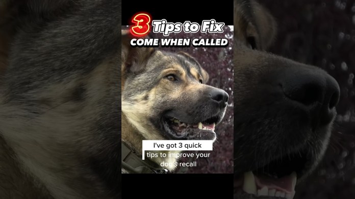 3 Tips to Fix Come When Called NOW #dogtraining #dogtrainer #comewhencalled #recalltraining 3 Tips to Fix Come When Called NOW #dogtraining #dogtrainer #comewhencalled #recalltraining