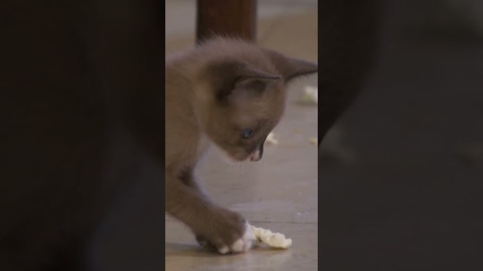 Adorable kitten’s hilarious popcorn playtime | Too Cute! | Animal Planet Adorable kitten’s hilarious popcorn playtime | Too Cute! | Animal Planet