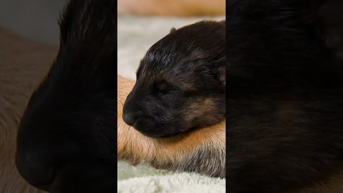 Minnie’s Three Pups Get Three Times the Love | Too Cute! | Animal Planet Minnie’s Three Pups Get Three Times the Love | Too Cute! | Animal Planet