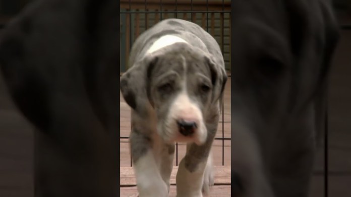 Pearl and Puppy Siblings Explore the Backyard | Too Cute! | Animal Planet Pearl and Puppy Siblings Explore the Backyard | Too Cute! | Animal Planet