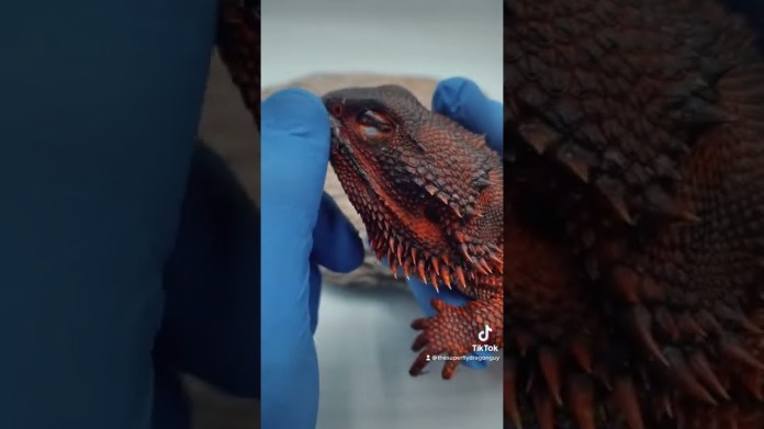 I’ve had dragons scratch there eye with there back claw and cost me lots of $ I’ve had dragons scratch there eye with there back claw and cost me lots of $