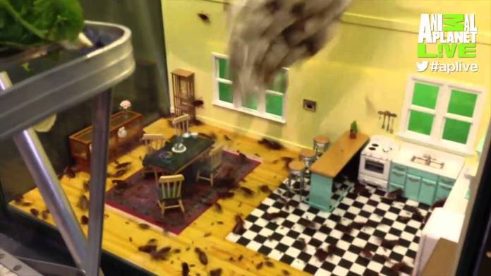 It’s Raining Roaches! | Animal Planet L!VE It’s Raining Roaches! | Animal Planet L!VE