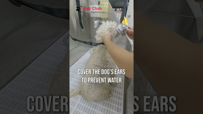 Wash your dog safely #dog #petlover #puppy #puppylife #dogcare #dogfacts #doglover Wash your dog safely #dog #petlover #puppy #puppylife #dogcare #dogfacts #doglover