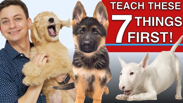 How to Teach The First 7 Things To Your Dog: Sit, Leave it, Come, Leash walking, Name…) How to Teach The First 7 Things To Your Dog: Sit, Leave it, Come, Leash walking, Name…)