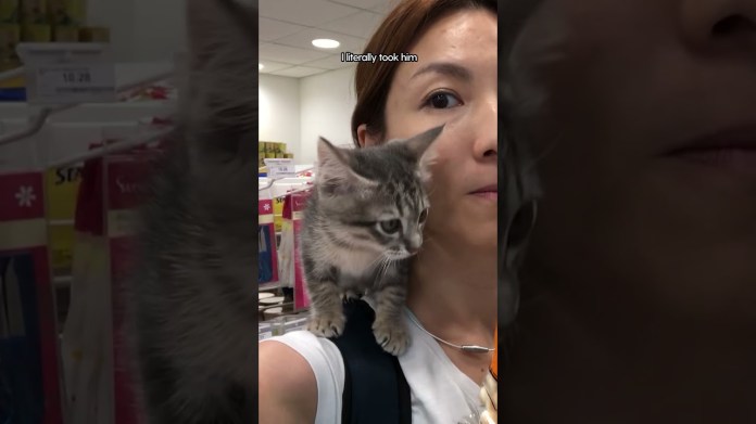 Abandoned Kitten Gets Another Chance At Life | The Dodo #thedodoanimals #cat Abandoned Kitten Gets Another Chance At Life | The Dodo #thedodoanimals #cat