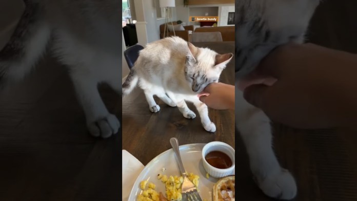 Mom “Didn’t Want The Cat” | The Dodo Mom “Didn’t Want The Cat” | The Dodo