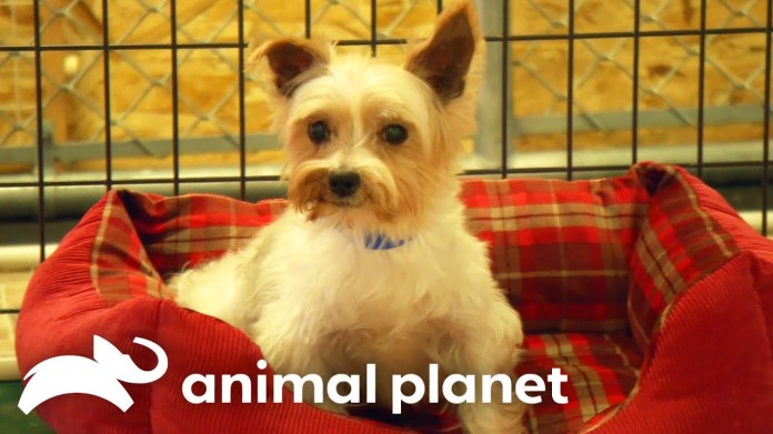 Dr. Jeff Helps Dogs at the National Mill Dog Rescue! | Dr. Jeff: Rocky Mountain Vet | Animal Planet Dr. Jeff Helps Dogs at the National Mill Dog Rescue! | Dr. Jeff: Rocky Mountain Vet | Animal Planet