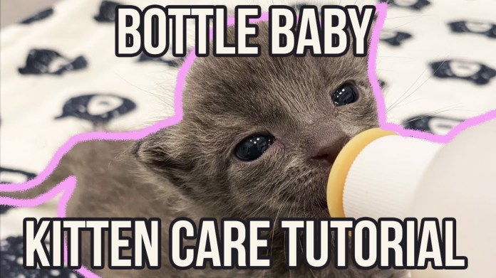 How to Care for a Bottle Baby Kitten (QUICK Tutorial!) How to Care for a Bottle Baby Kitten (QUICK Tutorial!)
