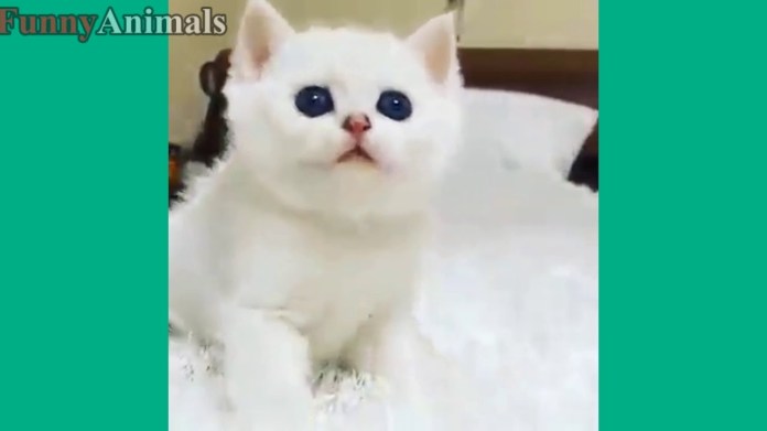 Cute Kittens And Funny Kitten Videos Compilation 2017 Cute Kittens And Funny Kitten Videos Compilation 2017