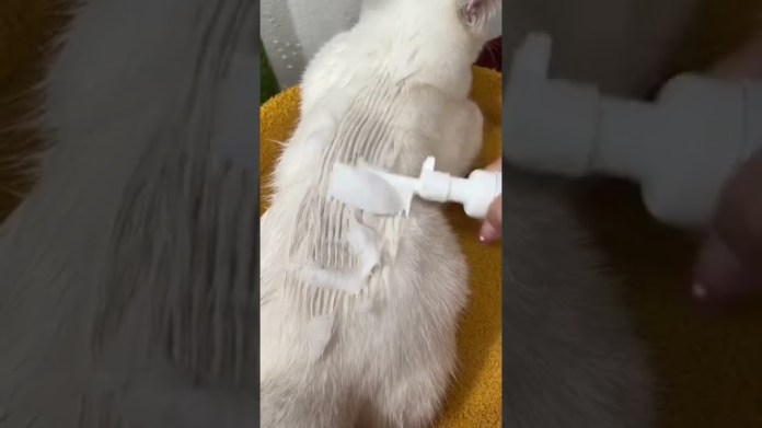 Watch this if your cat doesn’t like shower Watch this if your cat doesn’t like shower