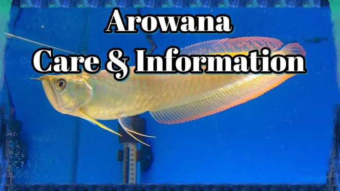 Arowana Care and Information Arowana Care and Information