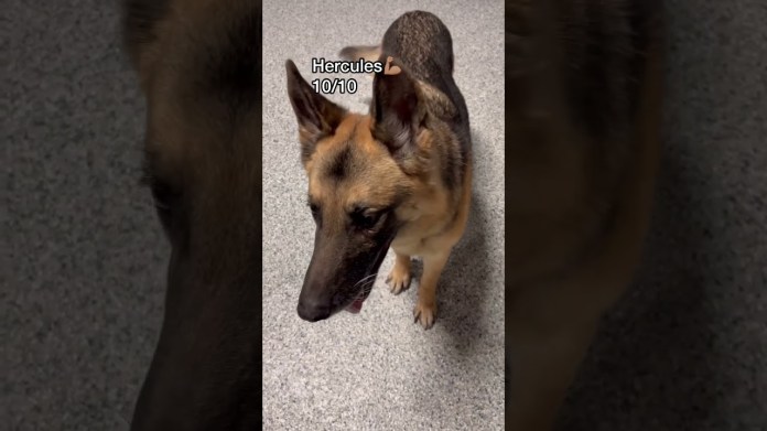 Let’s see what dogs know how to shake at dog daycare today! #dogdaycare #doglover #dogshorts Let’s see what dogs know how to shake at dog daycare today! #dogdaycare #doglover #dogshorts