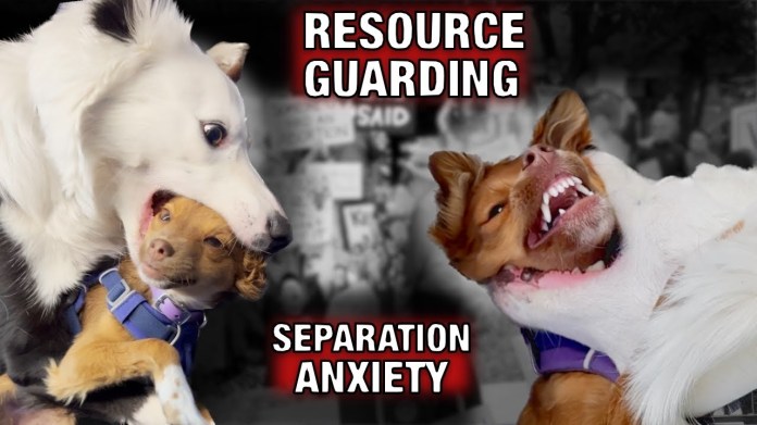 Training Your Puppy in a High-Stress Situation Training Your Puppy in a High-Stress Situation
