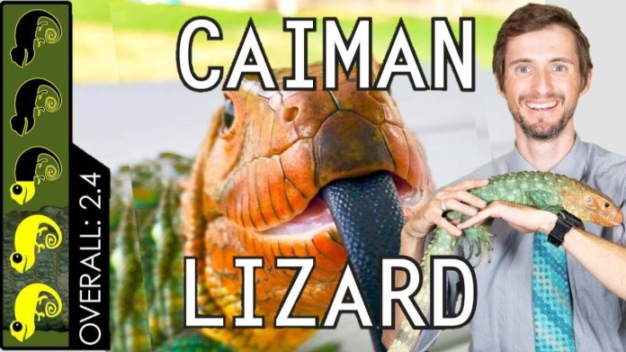 Caiman Lizard, The Best Pet Lizard? Caiman Lizard, The Best Pet Lizard?