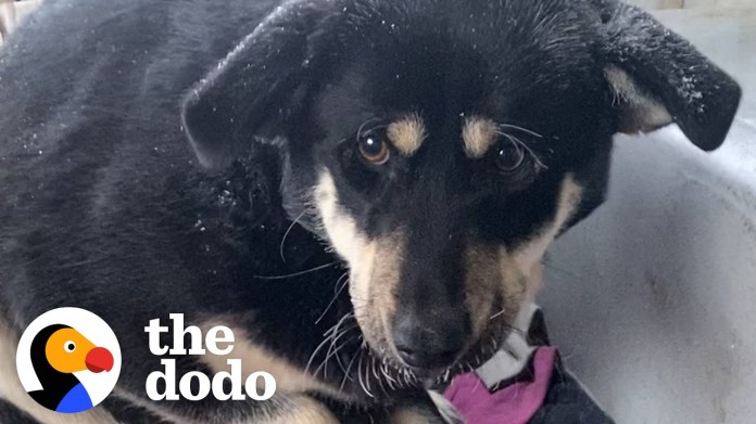 Guy Rescues Dog From A Van Covered In Snow | The Dodo Guy Rescues Dog From A Van Covered In Snow | The Dodo