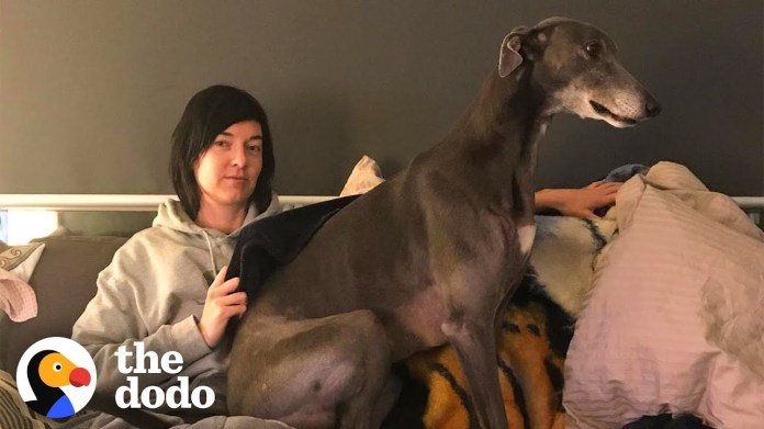 Nervous Greyhound No One Wanted Finds The Perfect Mom | The Dodo Nervous Greyhound No One Wanted Finds The Perfect Mom | The Dodo