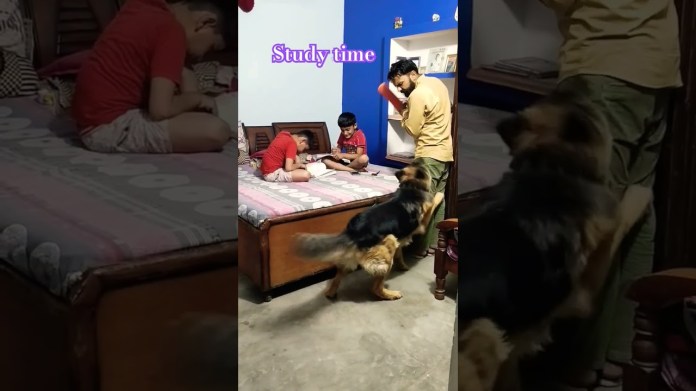 #shorts #dog #germanshepherd #viral #trending #doglover #dogshorts #dogcare #garmanshepherd #shorts #dog #germanshepherd #viral #trending #doglover #dogshorts #dogcare #garmanshepherd