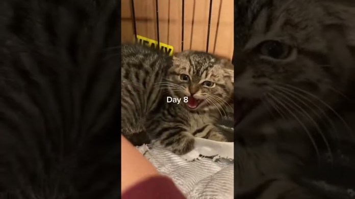 Helping a feral kitten to become friendly (from day 1 to 30) Helping a feral kitten to become friendly (from day 1 to 30)