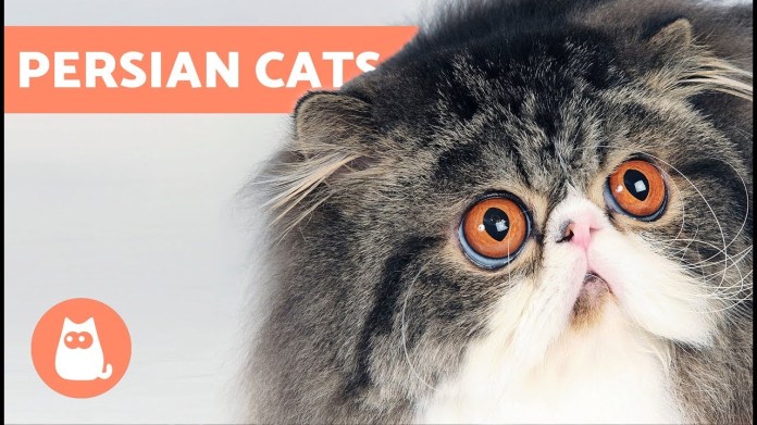 How to Identify Types of Persian Cats How to Identify Types of Persian Cats